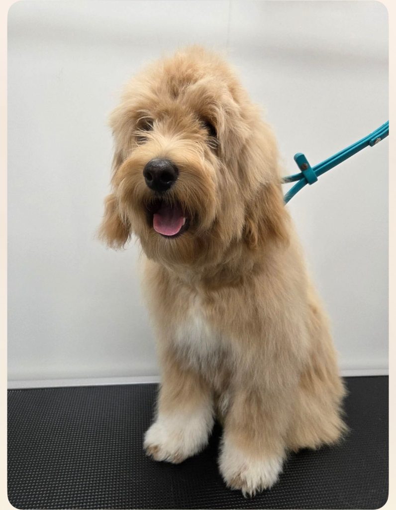 Shaggy Dog