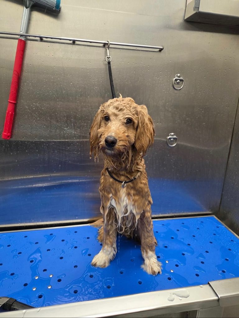 Wet dog in tub
