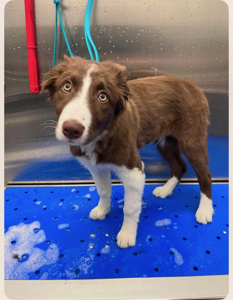 Dog ready for a bath