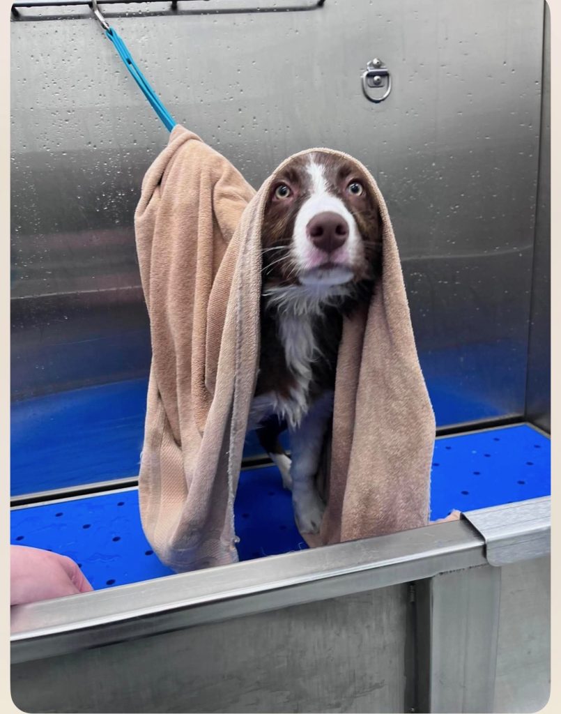 Dog with towel on head