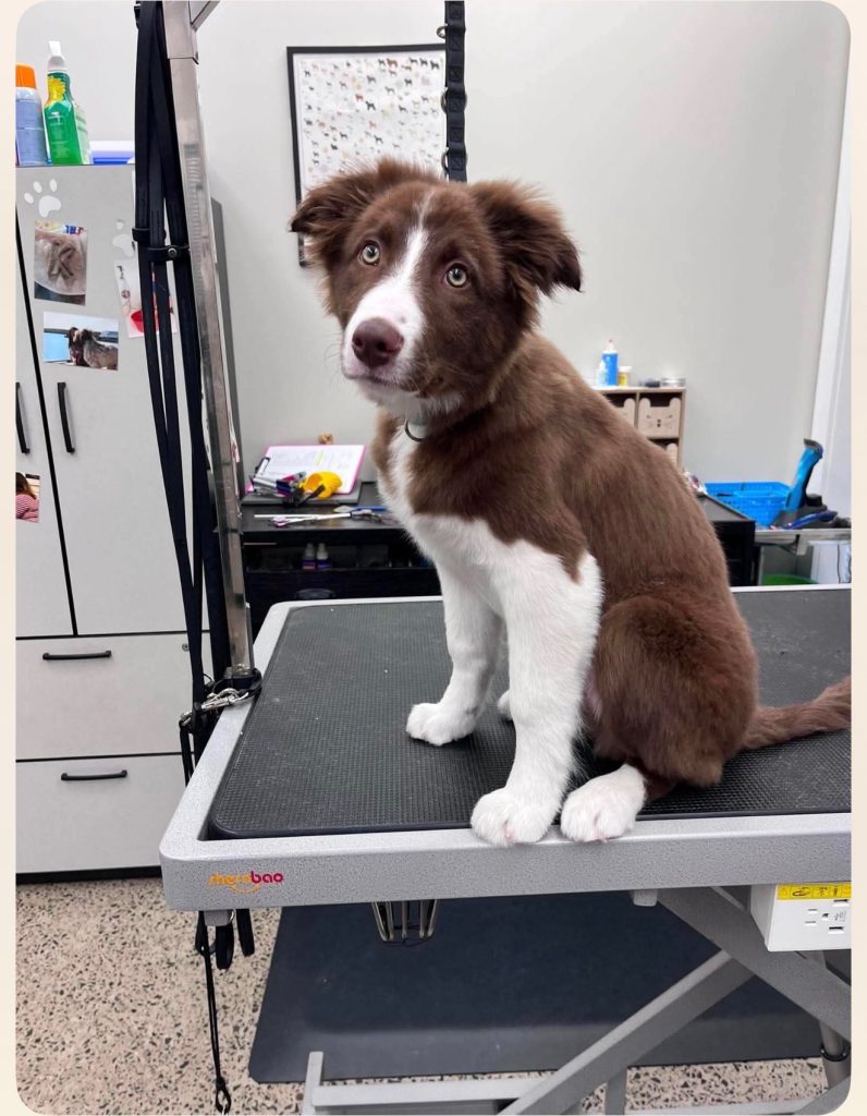 Dog sitting pretty after being groomed