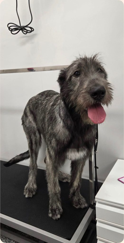Dog with tongue out