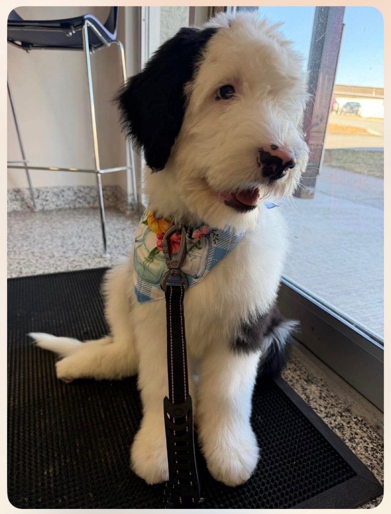 Dog after fresh groom