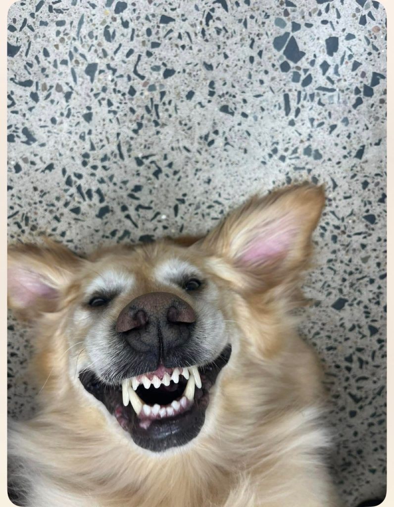 Dog smiling with teeth after a groom