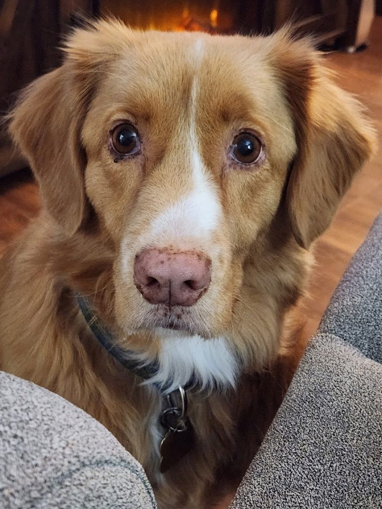 Duck Toller